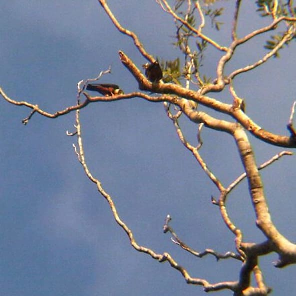 Obseravación de aves en Manzanillo